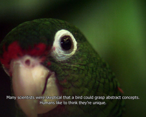 A still from "The Great Silence" which shows a parrot looking at the camera with a subtitle underneath.