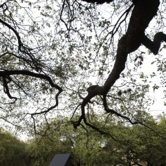 tree branch leading to view of sculpture