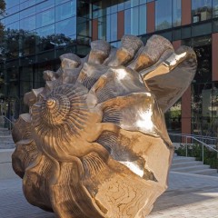 The spiral of a large bronze shell