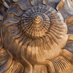 The spiral of the large bronze shell