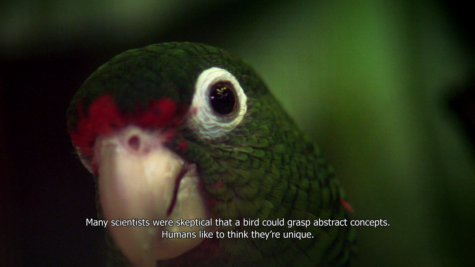 A still from "The Great Silence" which shows a parrot looking at the camera with a subtitle underneath.