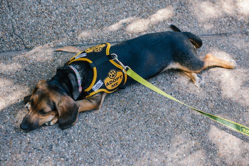 Beagle puppy laying on sidewalk