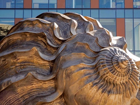 The spiral of a large bronze shell