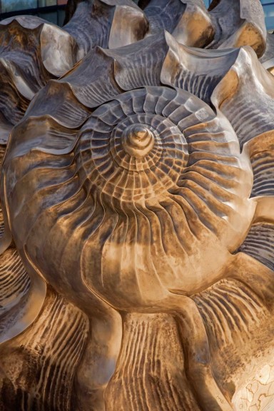 The spiral of the large bronze shell