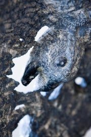 A detail of a sculpture featuring a vulture's head