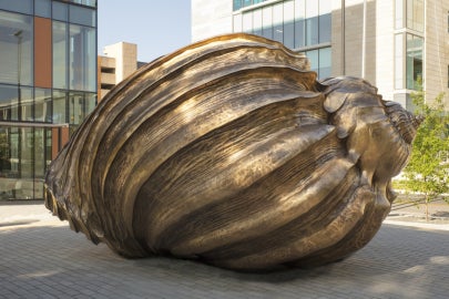 A large shiny bronze shell