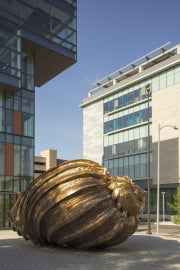 A large shiny bronze shell