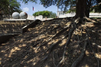 tree roots below tree and two spheres
