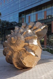 The spiral of a large bronze shell