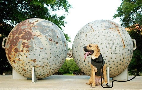 dog posing with sculpture dog posing with sculpture