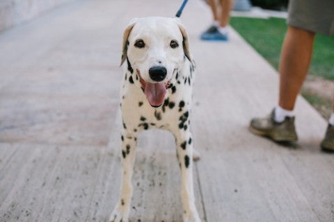 Dalmatian puppy