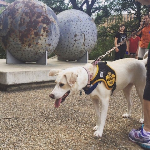 Dog in front of sculpture