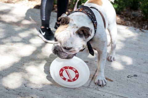 dog with frisbee