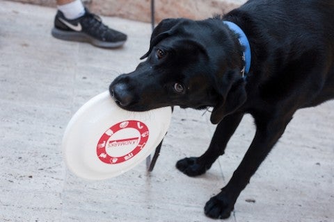 dog with frisbee