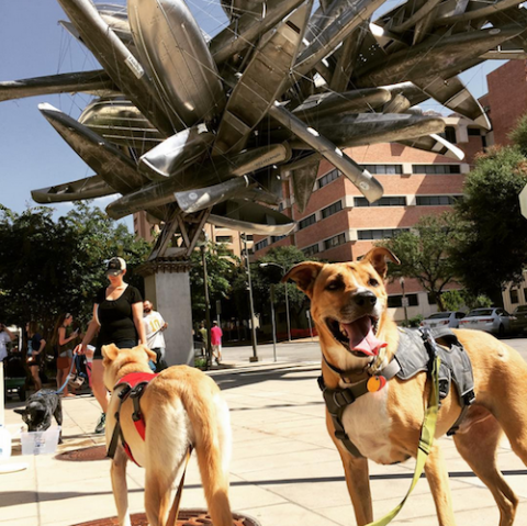 Dogs in front of sculpture